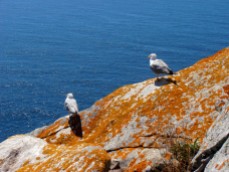 As gaivotas son donas e señoras nas Illas Cíes